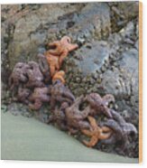 Sea Stars On The Rocks At Tonquin Beach, Tofino Wood Print