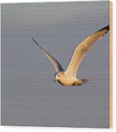 Ring-billed Seagull At Dawn Wood Print