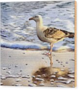 Seagull In The Golden Afternoon Wood Print