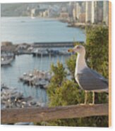 Seagull Looking At The Marina In Calpe And The Mediterranean Sea Wood Print