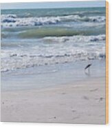 Seagull On Beach - Photo 76 Wood Print