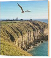 Seagull Over Cliffs At Portland Wood Print