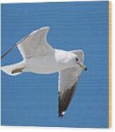 Seagull Over Tybee Wood Print