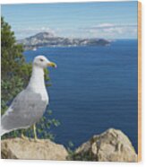 Seagull Watches The Mediterranean Sea Wood Print