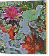 September Rose Water Lily 1 Wood Print