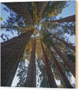 Sequoia Filled Sky Wood Print