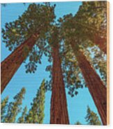 Sequoia National Park Panorama Wood Print