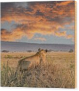 Serengeti Lion Enjoys Sunset Wood Print
