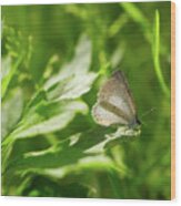 Sharing The Light - Spring Azure Butterfly Wood Print