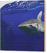 Shark Scene Wood Print