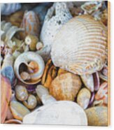 Ocean Shells Everywhere Wood Print