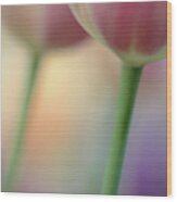 Sherwood Tulips Wood Print
