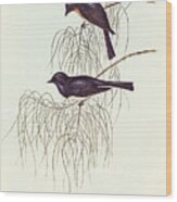 Shining Flycatcher, Myiagra Nitida Wood Print