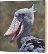 Shoebill Bird Wood Print