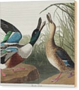 Shoveller Duck. John James Audubon Wood Print