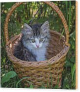 Siberian Kitten Portrait In The Basket Wood Print