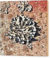 Silver Lichen On Rusted Metal Wood Print