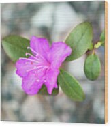 Single Bloom Purple Rhododendron Blossom Wood Print