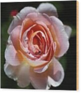 Single Romantic Rose Wood Print
