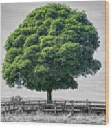 Single Tree Composite Photograph Wood Print
