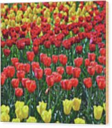 Skagit Valley Tulips #1 Wood Print