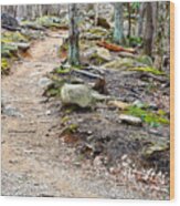Smoky Mountain Trail Wood Print