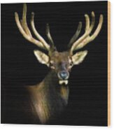 Smoky Mountains Elk Portrait Wood Print