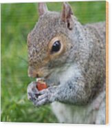 Snack Break For Squirrel Wood Print