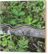 Snake On A Log Wood Print