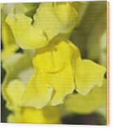 Snapdragon Flower Wood Print