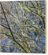 Snow And Lichen  On Winter Trees Wood Print