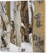 Snow Covered Aspen Bark, Mammoth Lakes, Californa Wood Print