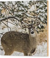 Snow Covered Nose - Whitetail Deer Buck Wood Print