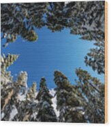 Snow Covered Trees 6 Wood Print