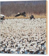 Snow Geese - Looking For Parking Wood Print