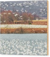 Snow Geese Migration Wood Print