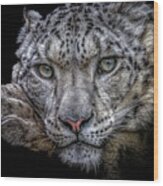 Snow Leopard By Chris Boulton Wood Print