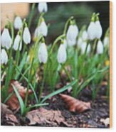 Snowdrops Wood Print