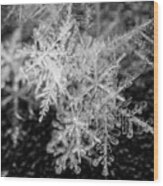 Snowflake Pile Closeup Macro Winter Snow Wood Print