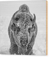 Snowy Bison Wood Print