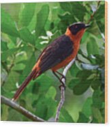 Snowy-crowned Robin-chat (cossypha Niveicapilla) Wood Print