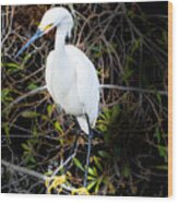 Snowy Egret At Eagle Lake Park In Florida Wood Print