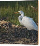 Snowy Egret Wood Print