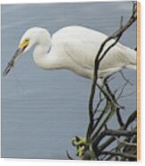 Snowy Egret Enjoying A Shrimp Meal Wood Print