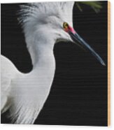 Snowy Egret Hair Do Wood Print