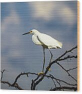 Snowy Egret In The Clouds Wood Print