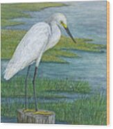 Snowy Egret Wood Print