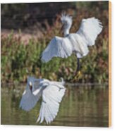 Snowy Egrets 7002-052721-2 Wood Print