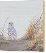 Snowy Owl In The Dunes Wood Print