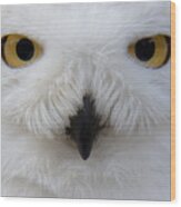 Snowy Owl Wood Print